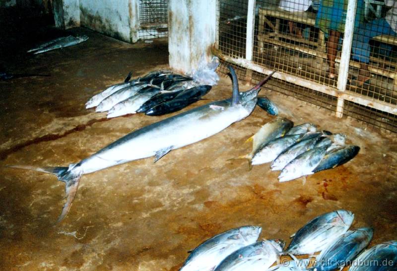 Negombo Fischmarkt 1 